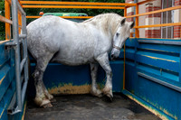 20080717_EKL_0003