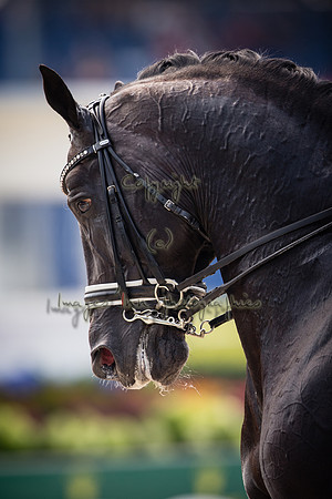 20150813_EKL_0262