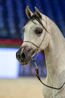 Championnat du Monde PS Arabe