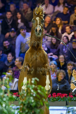 20121208_EKL_0096