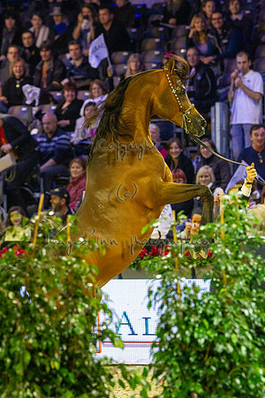 20121208_EKL_0098