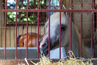 20100810_EKL_0003
