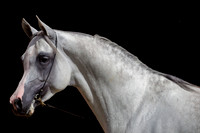 Haras de la Châtaignière 2010
