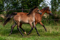 Alifa Arabians