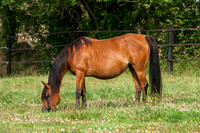 20060805_EKL_0005