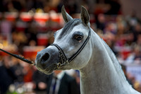 Championnat du monde 2008 du cheval arabe