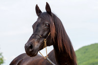 Joseph Arabians