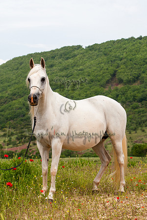 20080510_EKL_0013