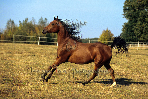 Poulain 01 bis