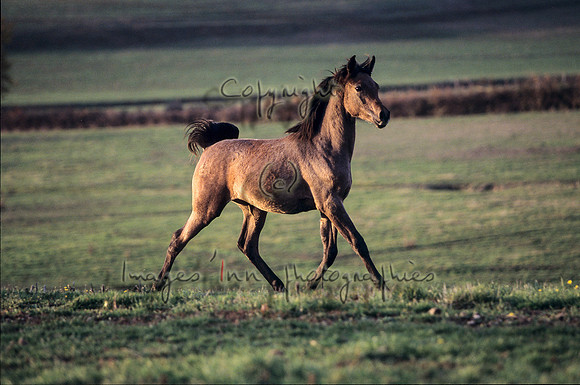 Poulain-1