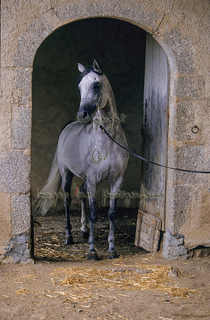 Vassili 01