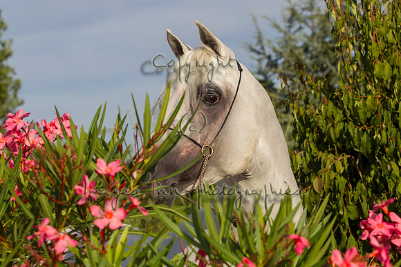 20100810_EKL_0249