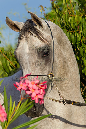 20100810_EKL_0354