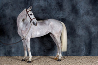 Haras des Coudrettes 2013