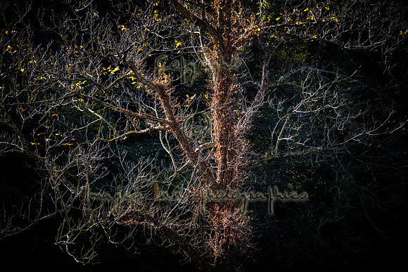 20171027_EKL_0006