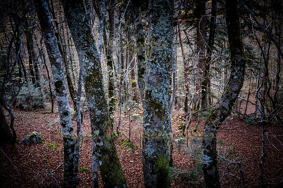 20171027_EKL_0094
