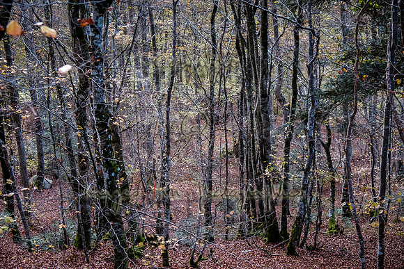 20171027_EKL_0096