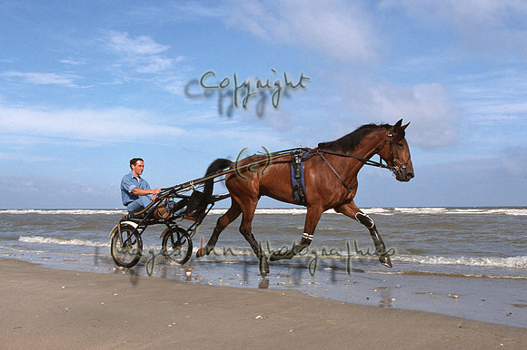 Trotteur_02 brut