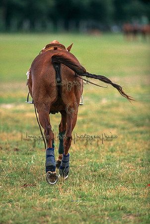 Polo_1