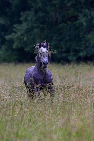 20110531_EKL_0037