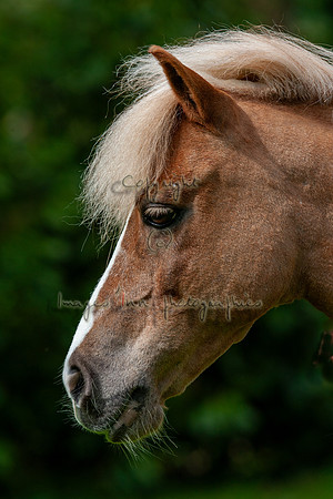20090502_EKL_0007