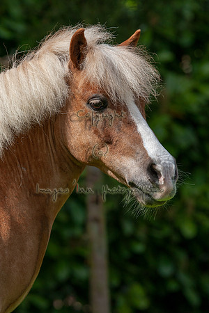 20090502_EKL_0004