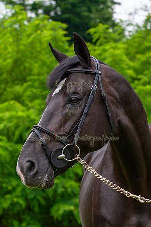 20080607_EKL_0077
