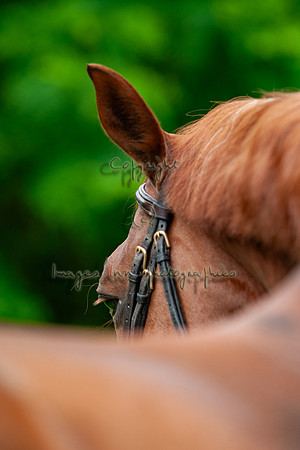 20080607_EKL_0066