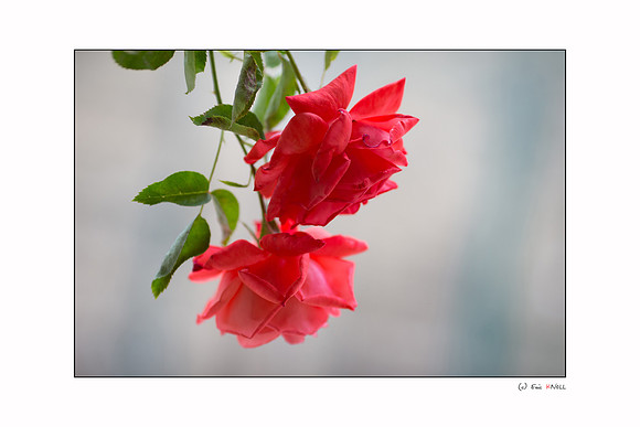 20130629_X4Y_00454