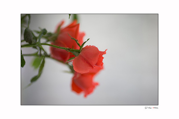 20130629_X4Y_00450