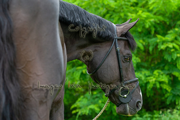 20080607_EKL_0107