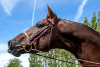 Haras Nationaux. Gabyscion