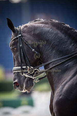 20150813_EKL_0261