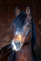 20081003_EKL_0018