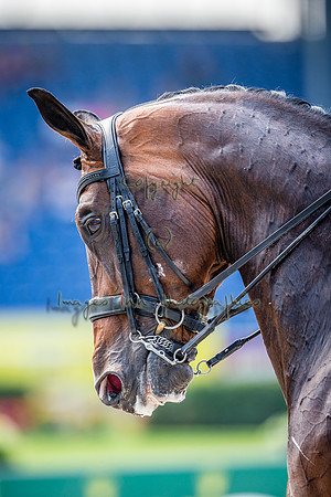 20150813_EKL_0191