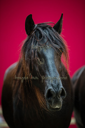 20190323_EKL_0277