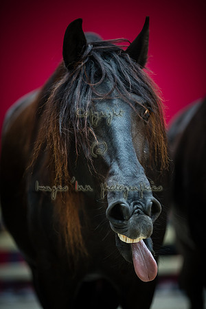 20190323_EKL_0280