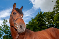 Haras Nationaux. Quartz du Chanu