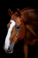 Haras Nationaux. First de Launay