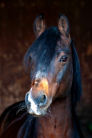20081003_EKL_0019