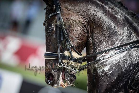 20150813_EKL_00266