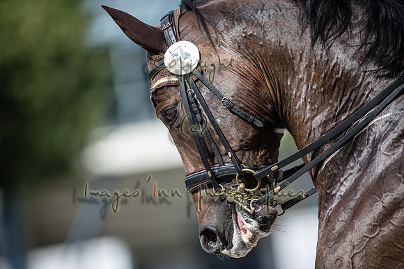 20150811_EKL_00355