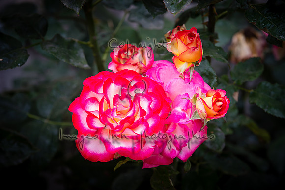 20160701_EKL_0169