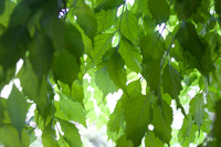 20070827_J7T_1408