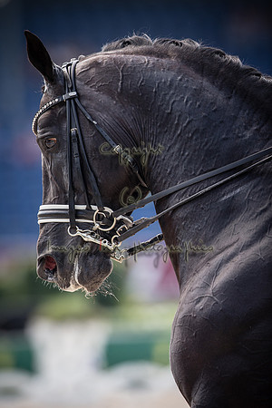 20150813_EKL_0260