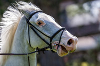 20090515_EKL_0008