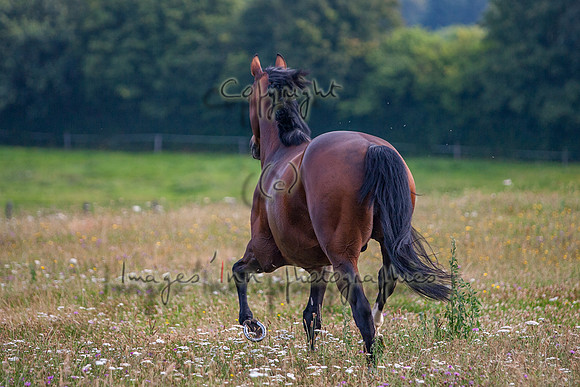 20080725_EKL_0072