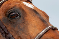 Chevaux HN