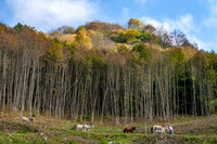 Transhumance Pyrénées 2007