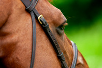 Haras Nationaux. Nectar des Forêts